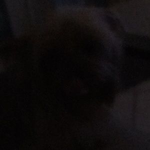 Meet your Posher, Sandy